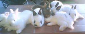rabbit-24